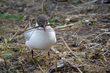 Black-headed Gull breeding season beginning and ending
